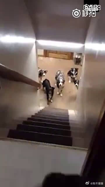 不管养再多狗,规矩不能乱...